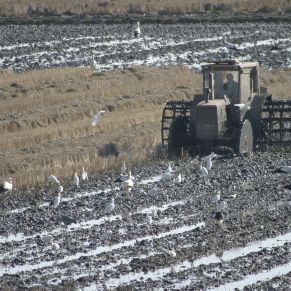 17055683160_319bcbf347_o