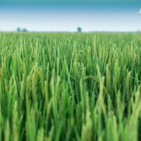 17217275066_f4c0ee9861_o