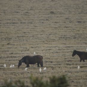 17242668861_f43744bed3_o