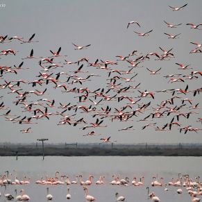 16666226113_e42b88662c_o