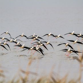 17098914380_f361c8273b_o