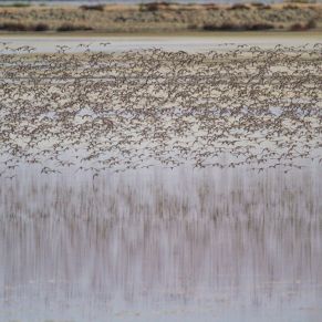 17284649442_b10a2d658e_o