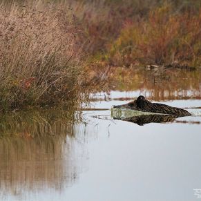 17285955371_e6019eb582_o