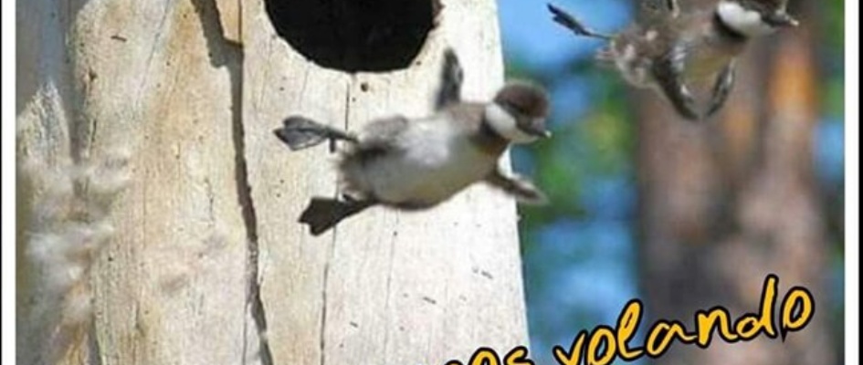 65046025_2354189844668586_4285427387656568832_n