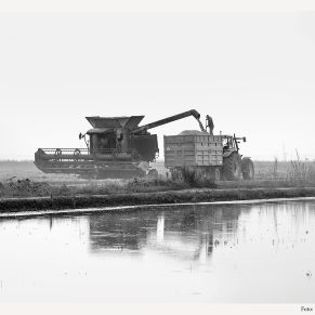 casa-provincia-sevilla-exposicion-tablas-cosecha-arroz-bego-sanchez-2