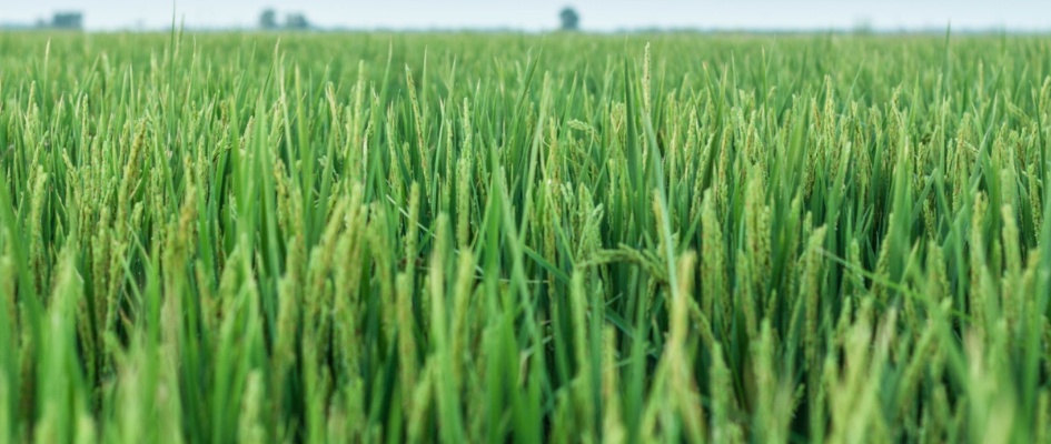 17217275066_f4c0ee9861_o.jpg_2090699297